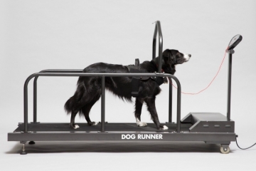 Hond op loopband