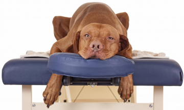 Hond senior massage