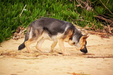 Speurneus
