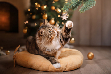 Katten en feestdagen