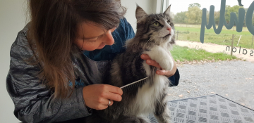Klitvrije kat