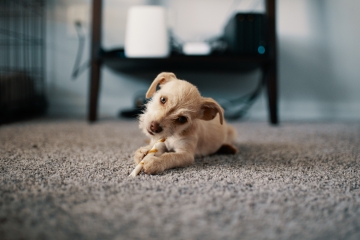puppy-on-carpet