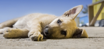 puppy-lying-down