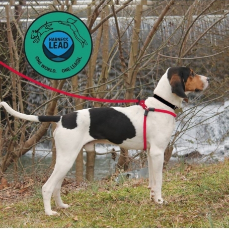 Harness Lead M of L met hond Harness-Lead-M-of-L-met-hond