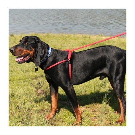 Harness Lead M of L met hond bis Harness-Lead-M-of-L-met-hond-bis
