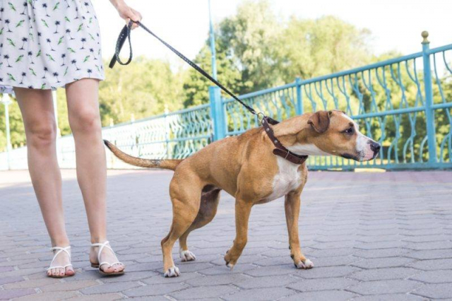 Hond aan leiband Hond aan leiband