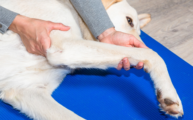 Pijlpunt Infrarood Rimpels Medicatie of behandeling tegen artrose bij honden? | WelloPet