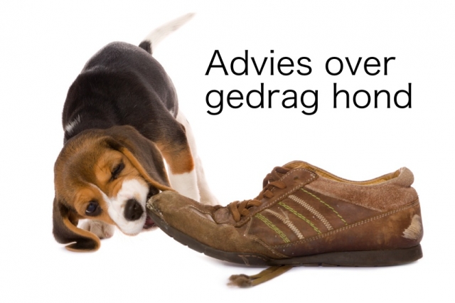 Advies over gedrag hond