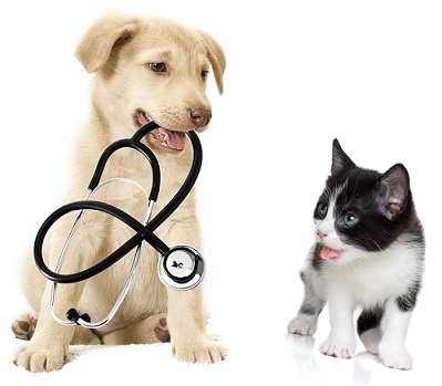consultatie en curatieve behandeling hond en kat