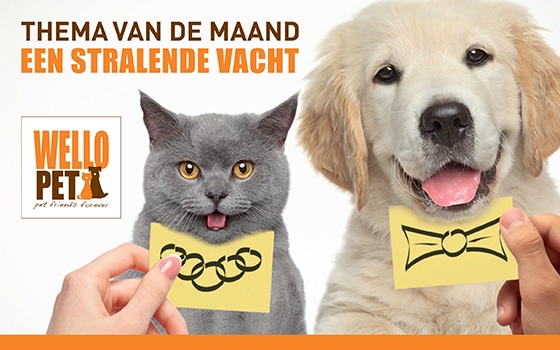 thema van de maand: stralende vacht thema van de maand: een stralende vacht promotieafbeelding