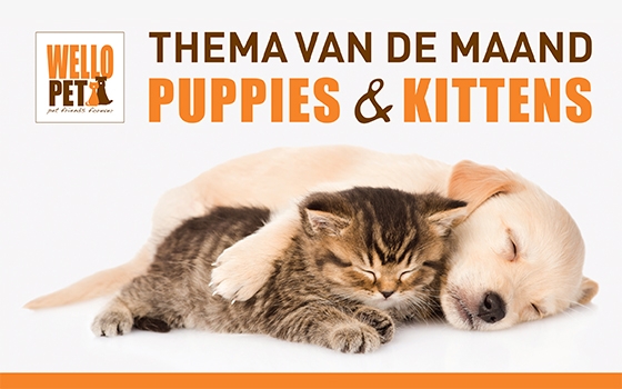 themamaand puppies en kittens puppies en kittens themamaand