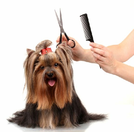 wassen en trimmen hond wassen en trimmen hond