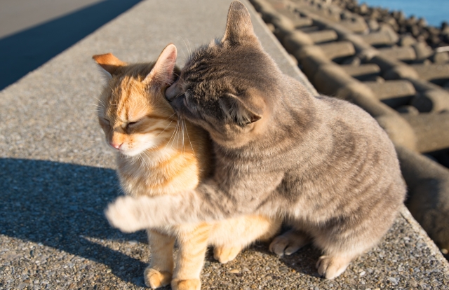 domesticeren Dankzegging Tips Een agressieve kat, hoe ga je daarmee om? | WelloPet