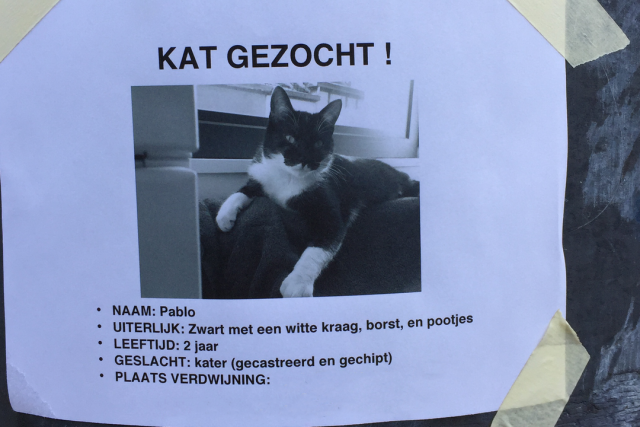 kat vermist wat moet ik doen wellopet pet flyer