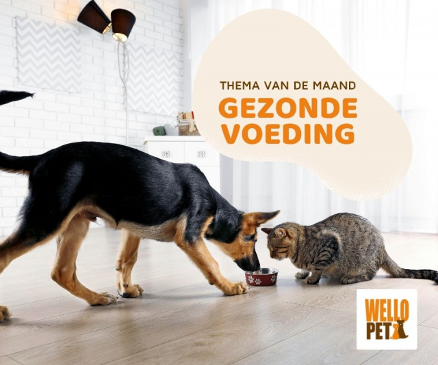 Thema voeding Ideale voeding, ideaal gewicht