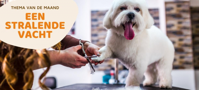 vachtverzorging hond vachtverzorging hond