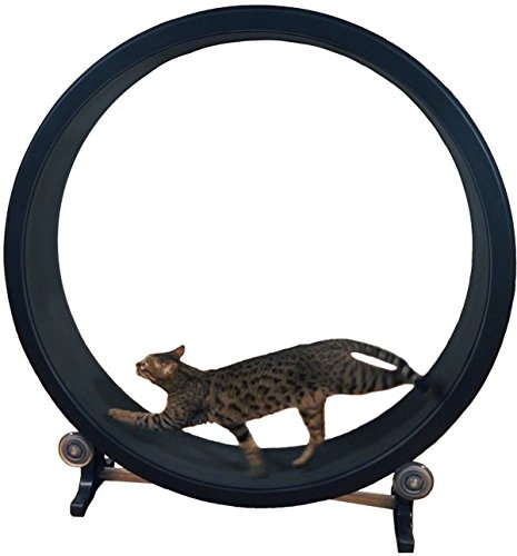 one_fast_cat_wheel