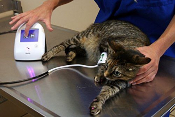 bloeddrukmeting bij kat